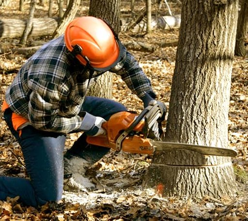 Tree Removal in Blossom, TX